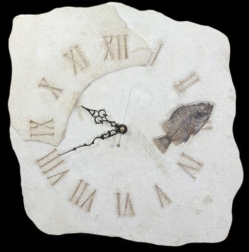 Tall Clock With Cockerellites Fish Fossil - Wyoming #64201